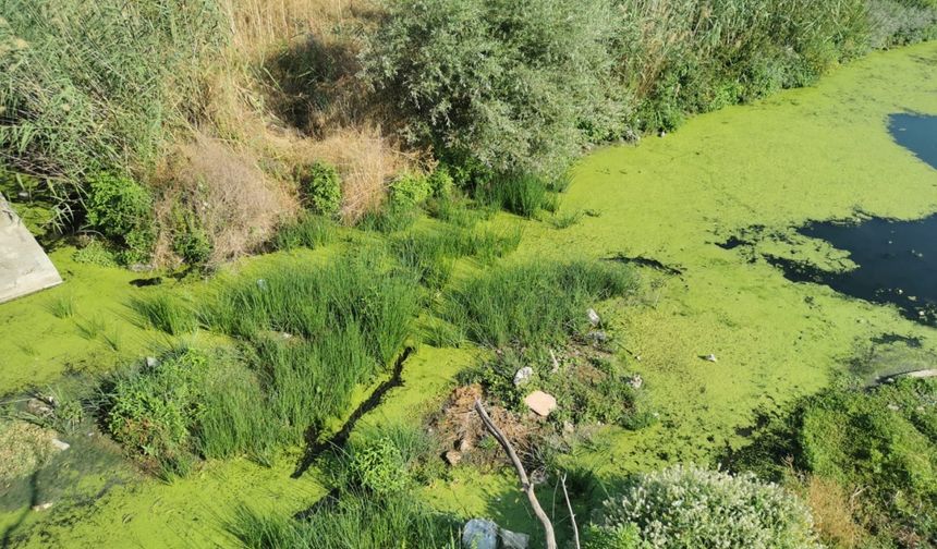 Kuraklık nedeniyle debisi düşen Lüleburgaz Deresi'nin yüzeyi yosunla kaplandı