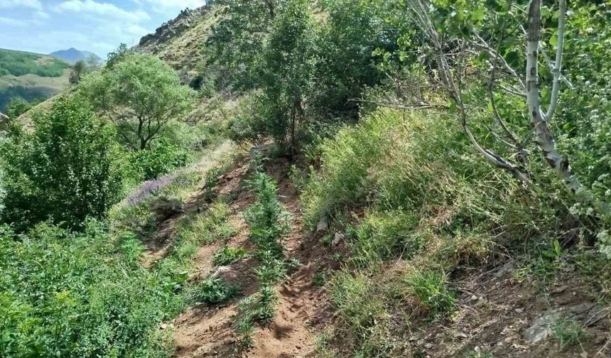 Bingöl’de 843 kök kenevir bitkisi ele geçirildi