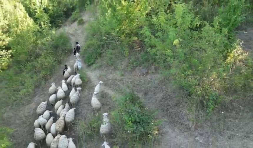 Kurdun koyunlara saldırısı dronla önlendi