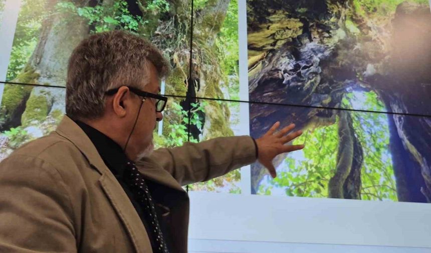 Tesadüfen bulunan ağaç 640 yaşında çıktı