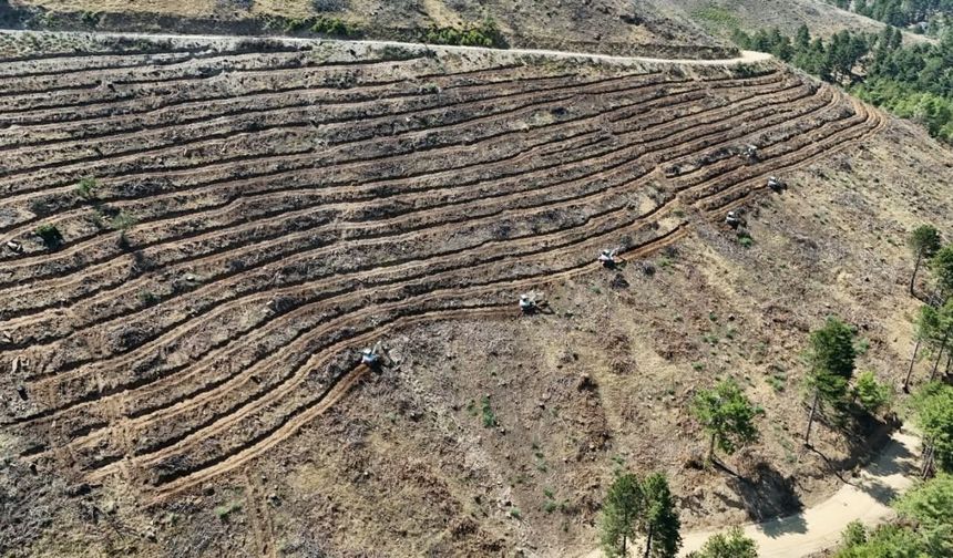 Babadağ’da geçen yıl yanan bölgelere ağaçlandırma çalışmaları sürdürülüyor