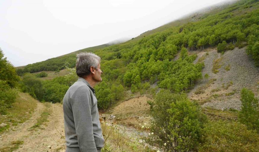 Gümüşhane’de emekli imam kendi imkânlarıyla köyüne 50 bin ağaç dikti