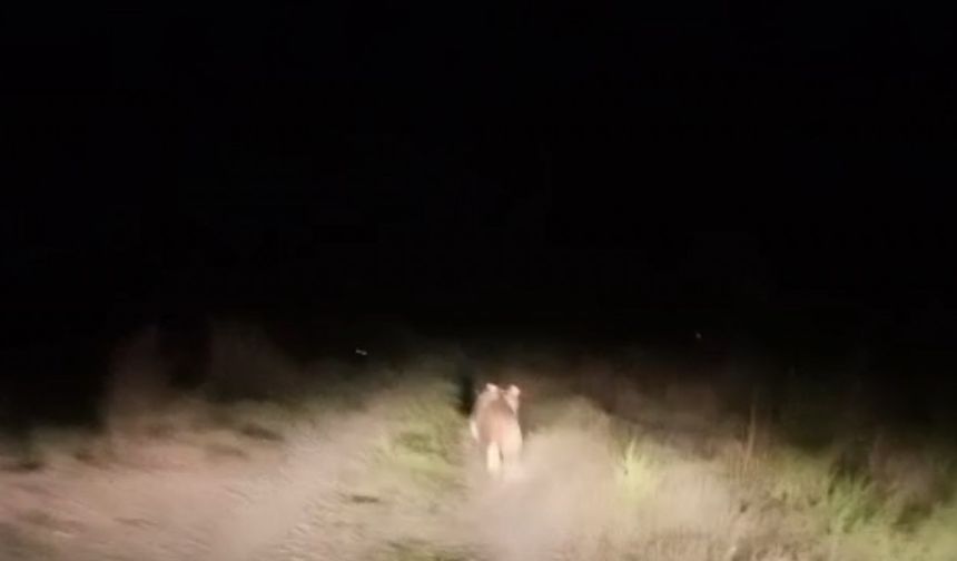 Iğdır’da köye inen ayıyı arabayla kovaladılar