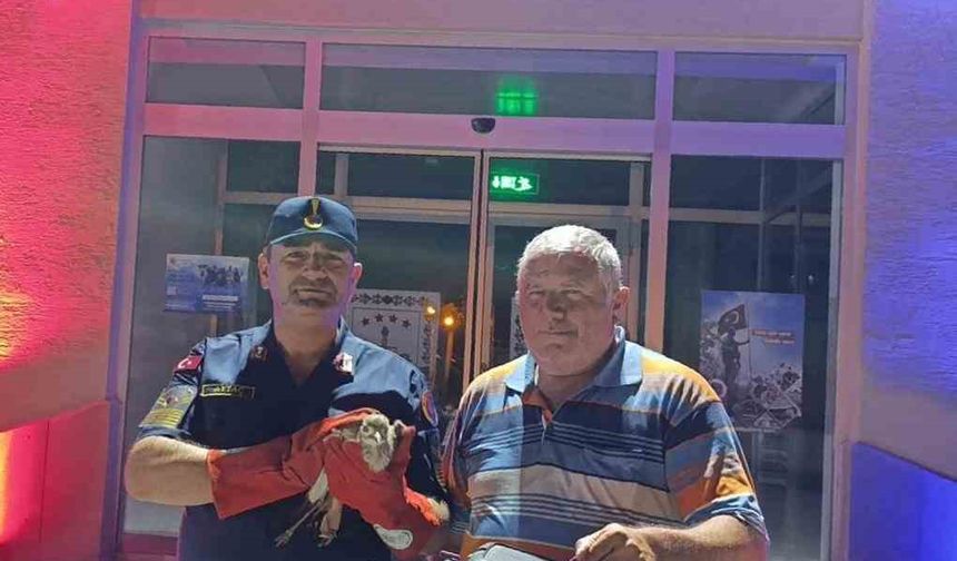 Jandarmanın bulduğu yaralı Kocagöz koruma altına alındı