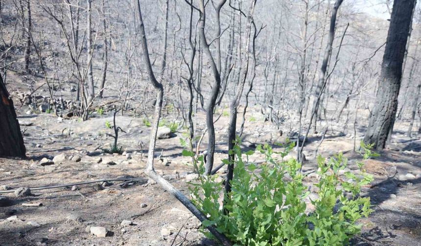 Orman yangınında küle dönen bölgede kendiliğinden fidanlar yeşerdi