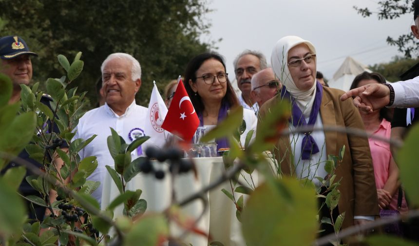 Yalova'nın coğrafi işaret belgeli aronyasında hasat başladı