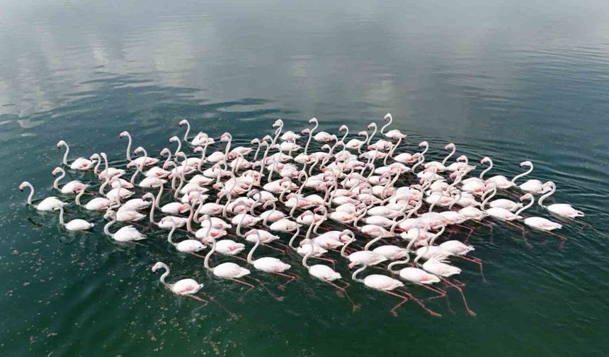 Flamingoların Van Gölü kıyılarında renkli dansı hayranlık uyandırıyor