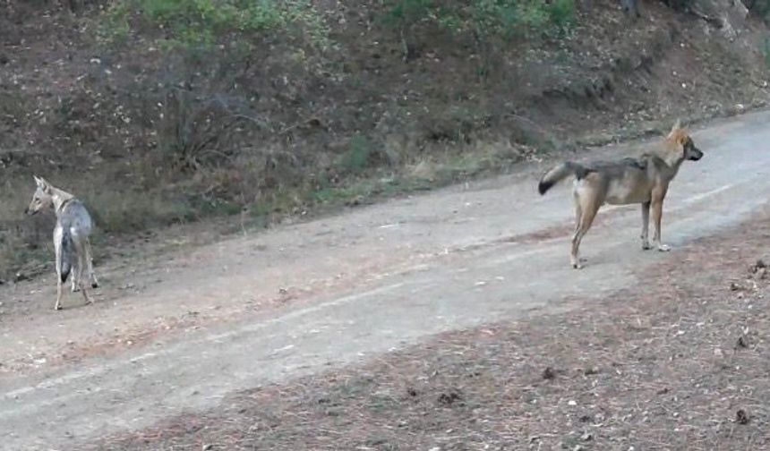 Ormanda yiyecek arayan kurtlar fotokapanda