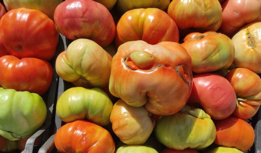 Sason’un yüksek yaylalarında organik domates üretimi