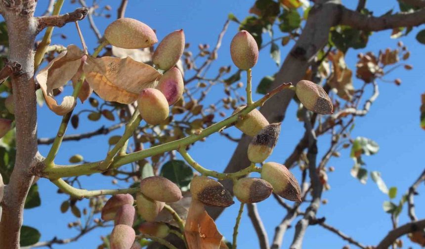 Siirt fıstığında rekolte yüzde 80 düştü