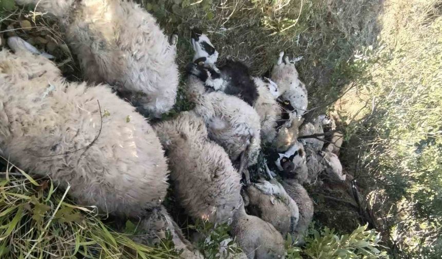 Tunceli’de koyun izdihamı: 29 hayvan telef oldu