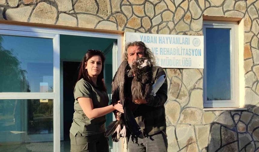 Yaralı kara akbaba yetkililere teslim edildi