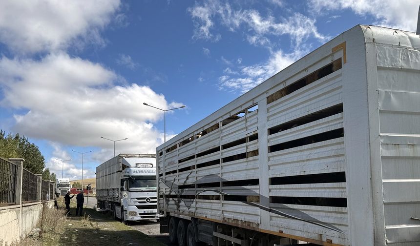 Ardahan'da şap karantinasının sona ermesiyle hayvan sevkiyatları hız kazandı