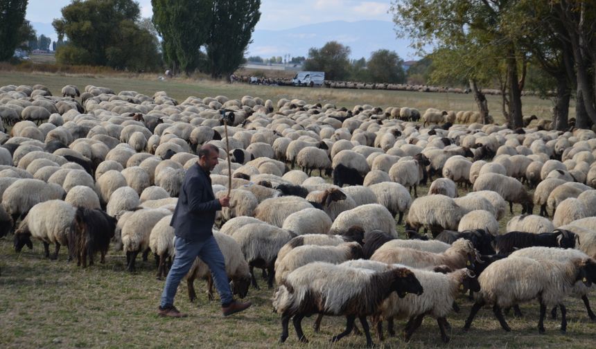 Göçerlerin yaylalardan dönüş yolculuğu sürüyor