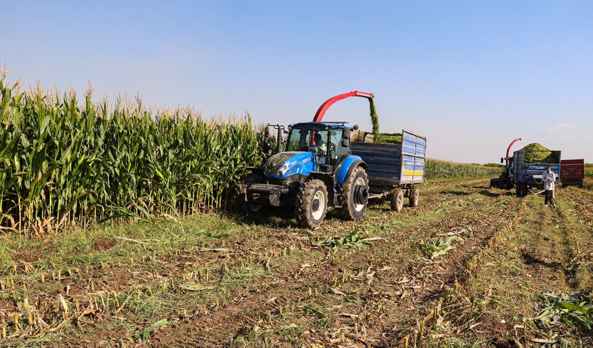 Iğdır'da silajlık mısır hasadı başladı