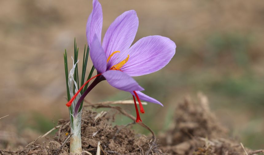 Karabük'te '9. Safran Festivali' etkinliklerle sürüyor