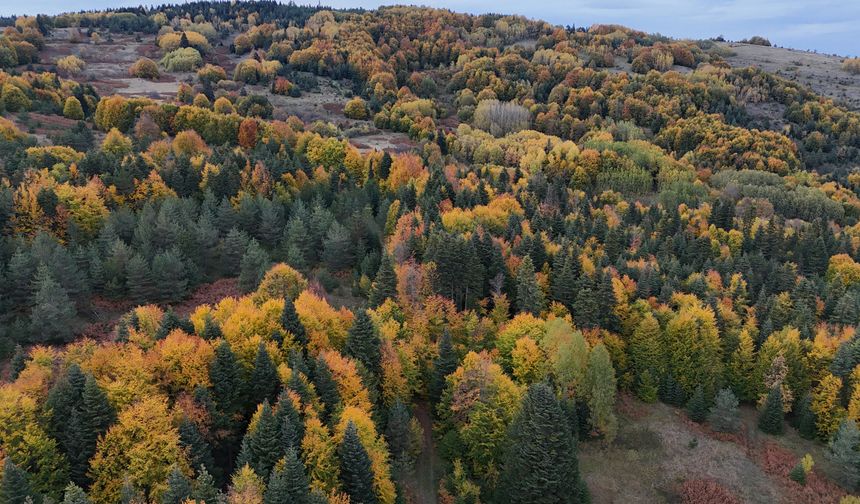 Sinop'ta sonbahar renkleri hakim oldu
