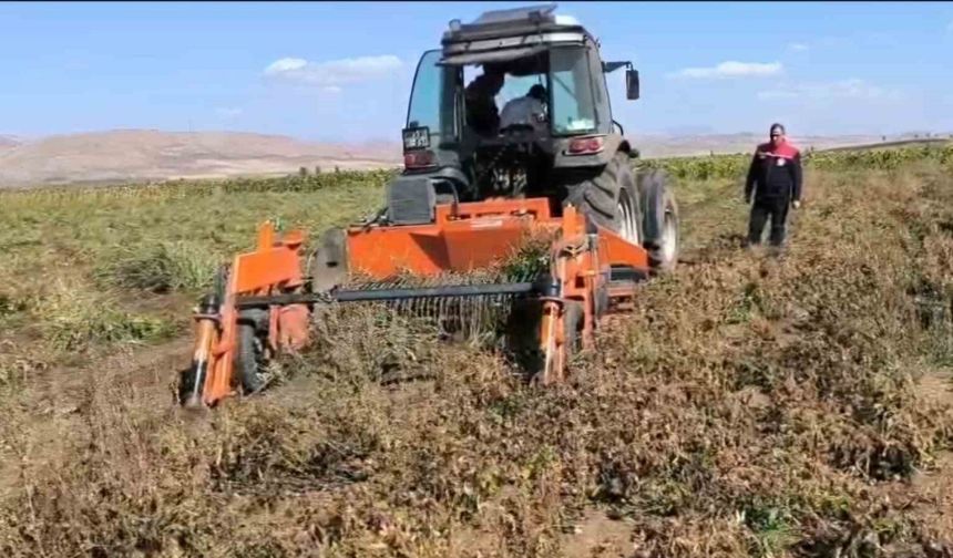 Bayburt’ta beyaz fasulye üretimi 3 bin dekara ulaştı