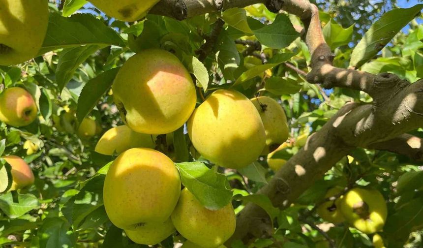 Buldan’da elma hasadı yüz güldürüyor
