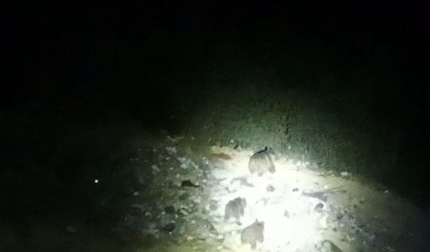 Çukurca yoluna inen ayı ailesi görüntülendi