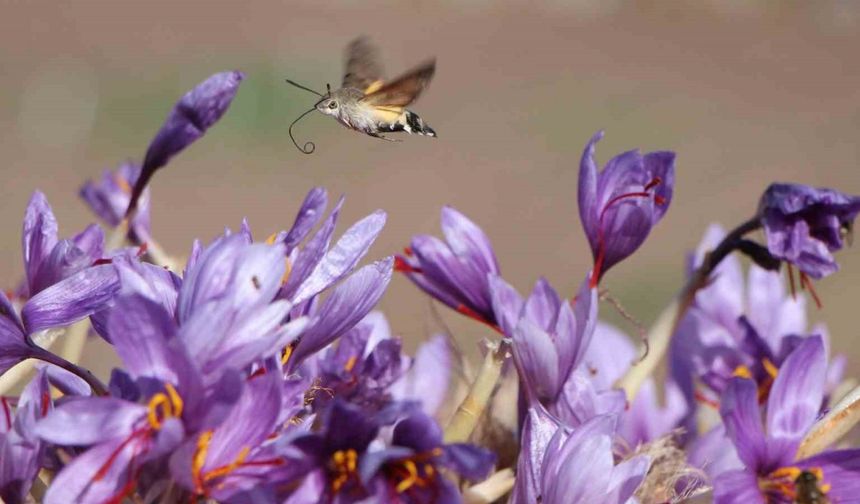 Dünyanın en pahalı baharatı safranın 1 gramı 500 TL