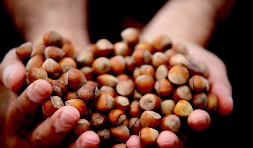 Giresun fındığı zirvede: Kilosu 352 TL’ye ulaştı