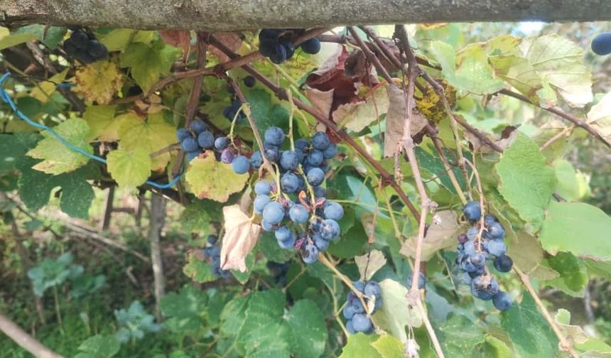 Giresun’da geleneksel kokulu üzüm pekmezi kazanları kaynadı