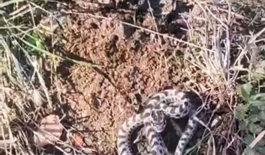 Mantar ararken dünyanın en zehirli yılanlarından engerekle karşılaştı