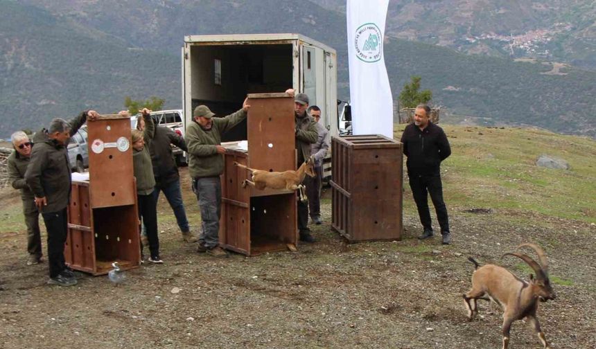 Mersin’de yakalanan 5 yaban keçisi Amasya’da doğaya salındı