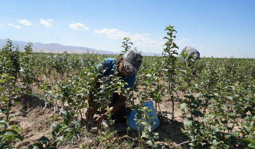 Niğde, elma fidanı üretiminde Türkiye’nin öncüleri arasında