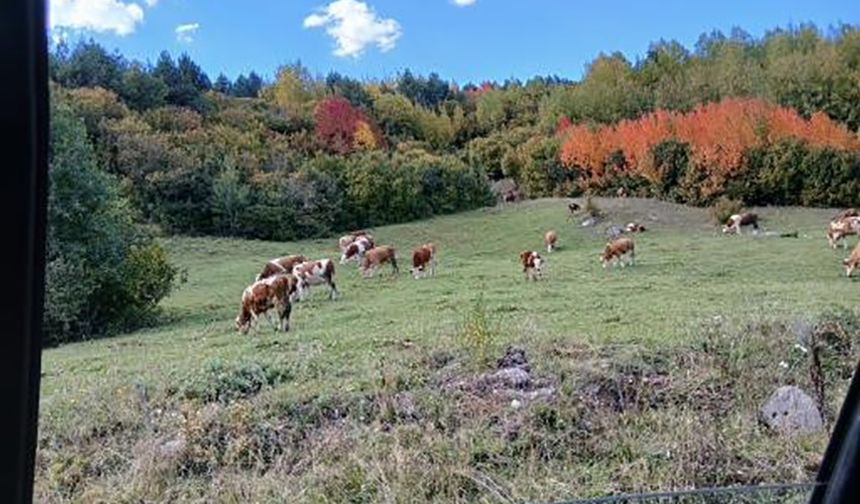 Posof’ta sonbahar güzelliği