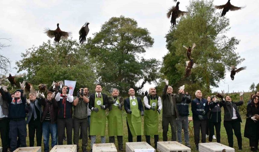 Sinop’ta 250 sülün kuşu doğaya bırakıldı