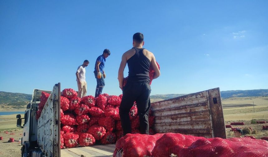 Yozgat’ta imece usulü soğan hasadı hem emek hem zaman tasarrufu sağlıyor