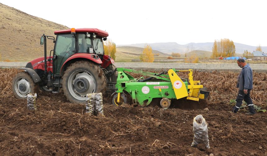 Ağrı'da mor patatesin hasadı yapılıyor
