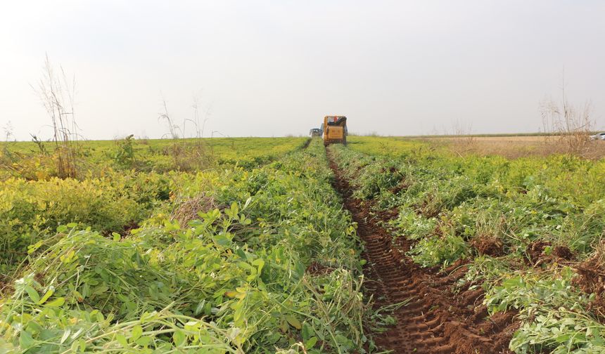 Şırnak'ta yer fıstığı hasadı yapıldı