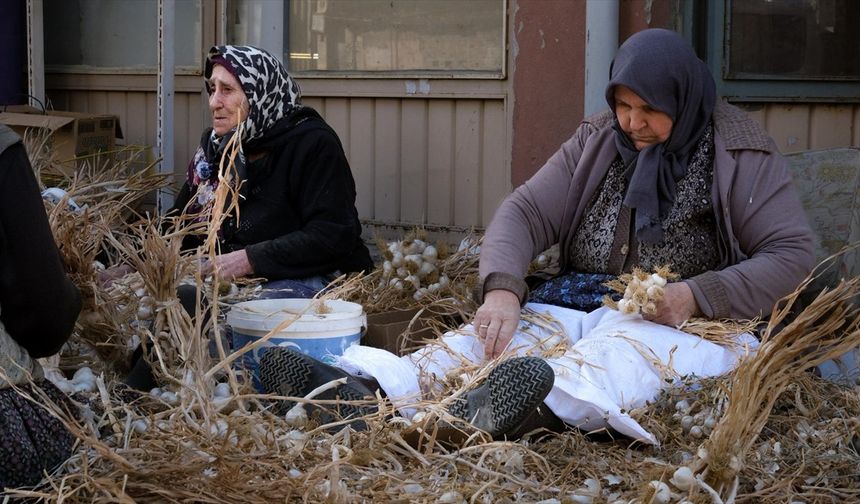 Taşköprü'de sarımsak üreticileri 'sıvama' adı verilen temizlik işlemini yapıyor