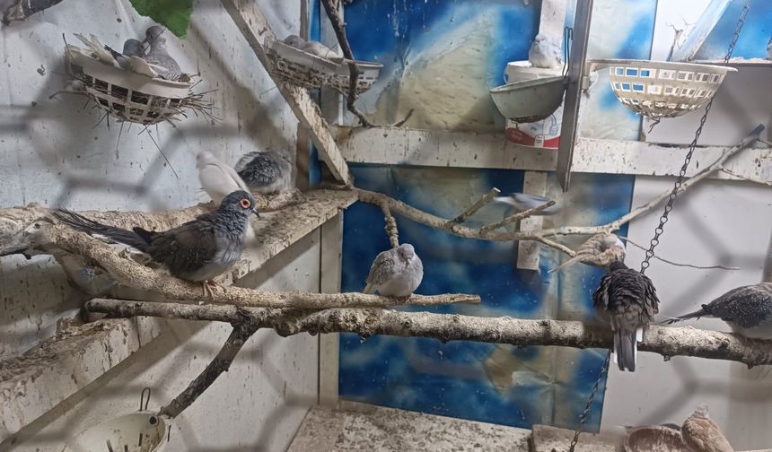 Tekirdağ'da yasa dışı yollarla yurda sokulan 7 papağan ile 45 kumru ele geçirildi