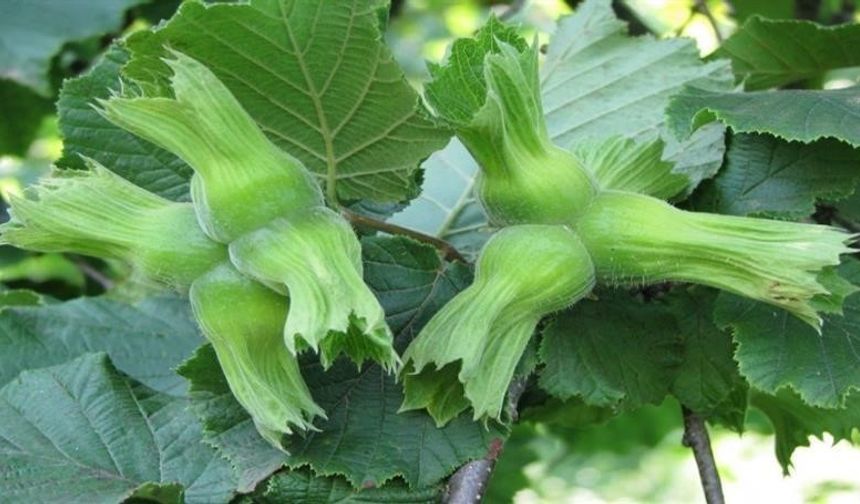 AB ülkelerine 15 bin 760 ton fındık gönderildi