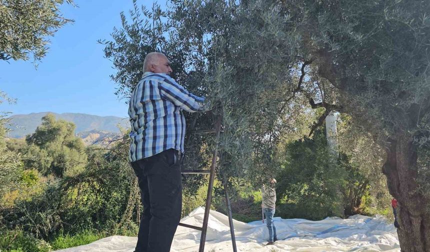 Aydın’da zeytin hasadı sürüyor