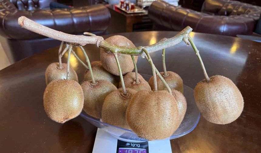 Çarşamba’da 180 gramlık kivi tescillendi