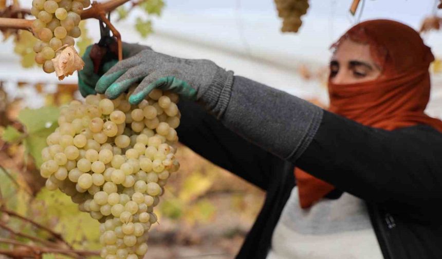 Elazığ’da donun vurduğu üzümde rekolte yüzde 80 düştü