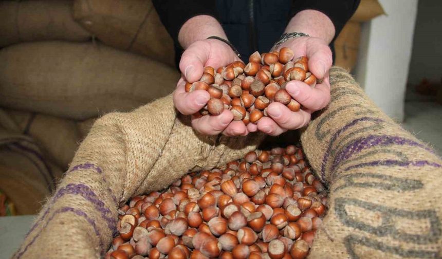 Giresun’da fındık fiyatları tekrar yükselişe geçti