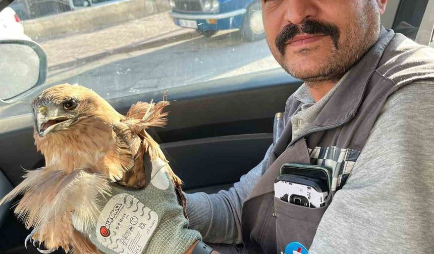 Kırşehir’de yaralı halde bulunan şahin tedavi altına alındı