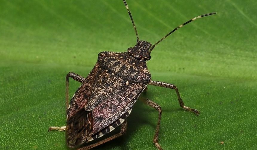 Kokarcanın fındıktaki zararı derinleşiyor