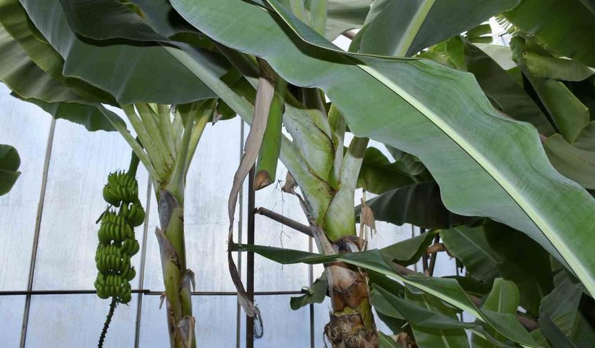 Mersin’de ilginç hırsızlık: Hırsızlar muz ve avokado hasadı yaptı