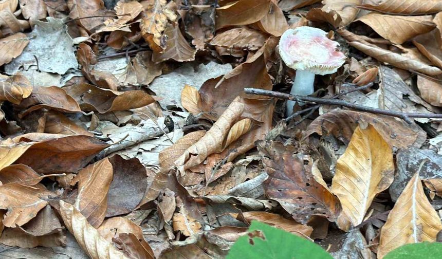 Uzmanından mantar uyarısı: "Hepsi risk içeriyor"