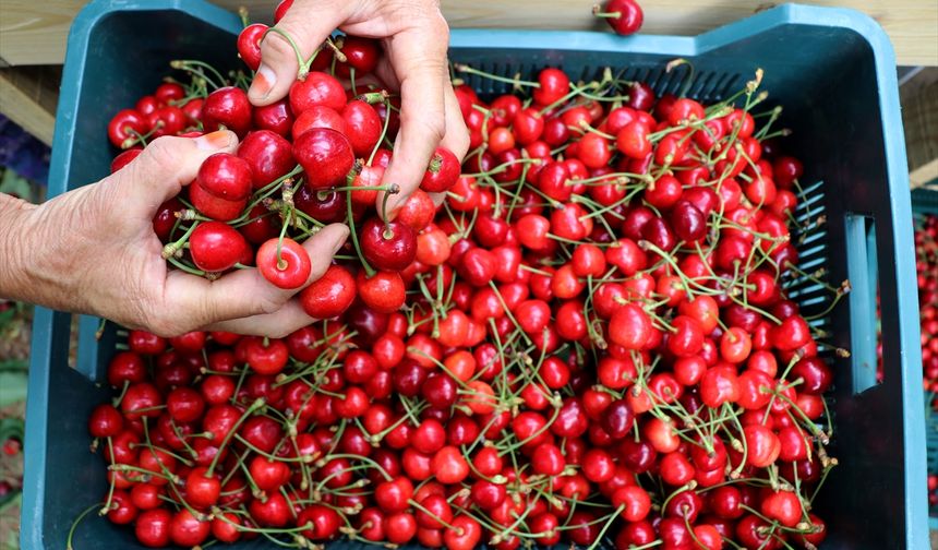 'Çeribaşı kirazı' Edirne'nin coğrafi işaret tescili alan 15. ürünü oldu