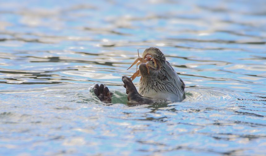 Karabük'te nesli tehlike altında olan su samuru görüntülendi