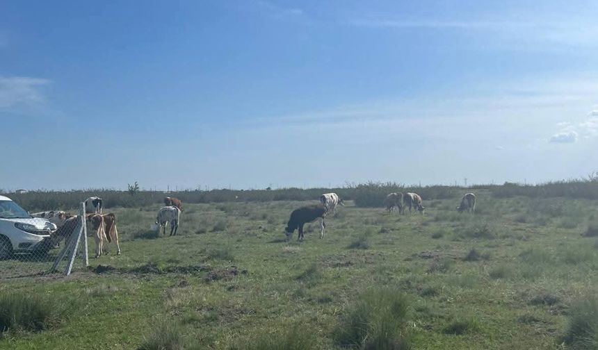 Tekirdağ'a kaçak yollarla büyükbaş hayvan getiren kişiye 105 bin lira ceza uygulandı
