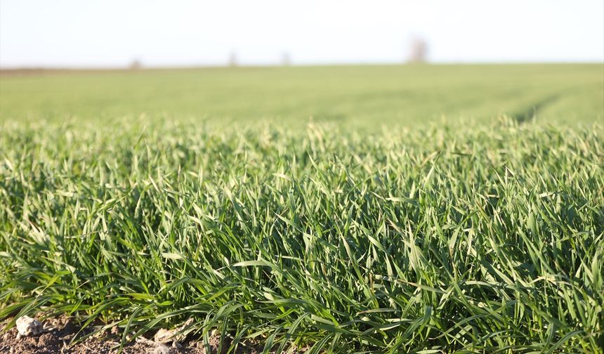 Trakya'da bu sene buğday erken boy attı